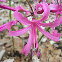 Nerine Consultants Private Limited